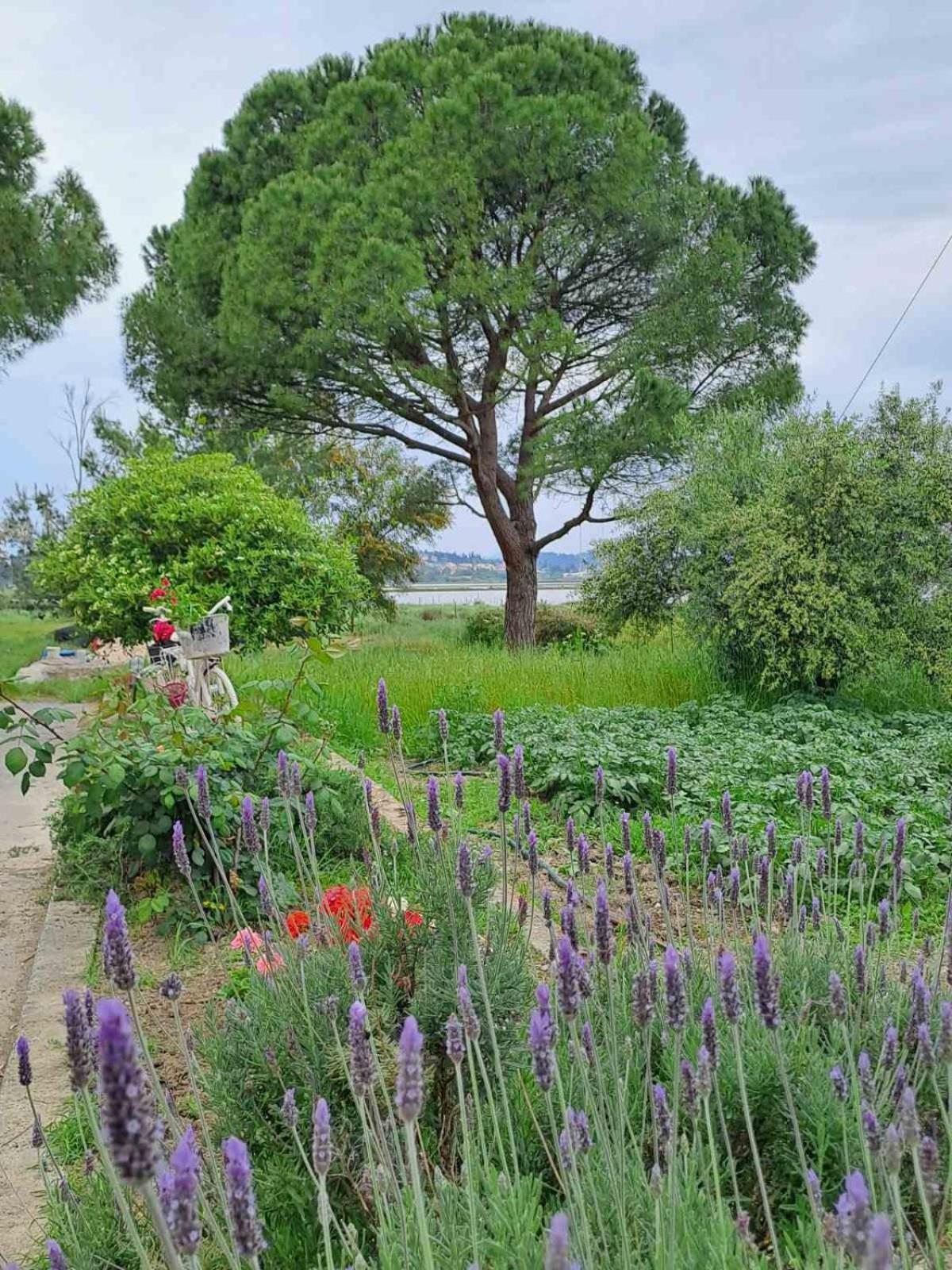 Corfu Lakeside Cottage Kanoni  Dış mekan fotoğraf